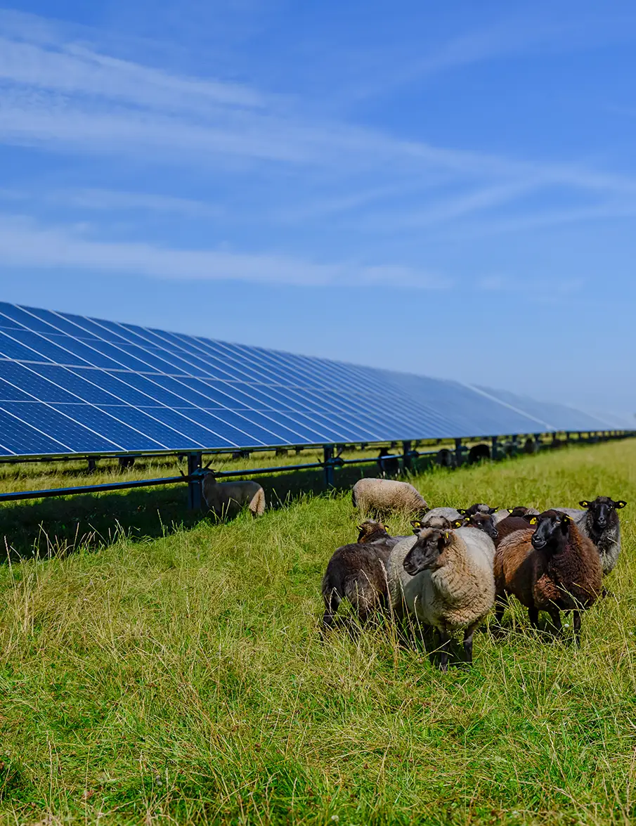 Impianto Agrivoltaico